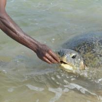 Hikkaduwa - plazhe turistik, not me breshka, snorkeling, surfing, Sri Lanka Akomodimi në Hikkaduwa - hotele, bujtina, shtëpi