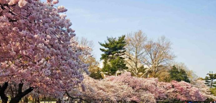 Sakura lulëzoi në Transcarpathia: ku të shkoni për të parë